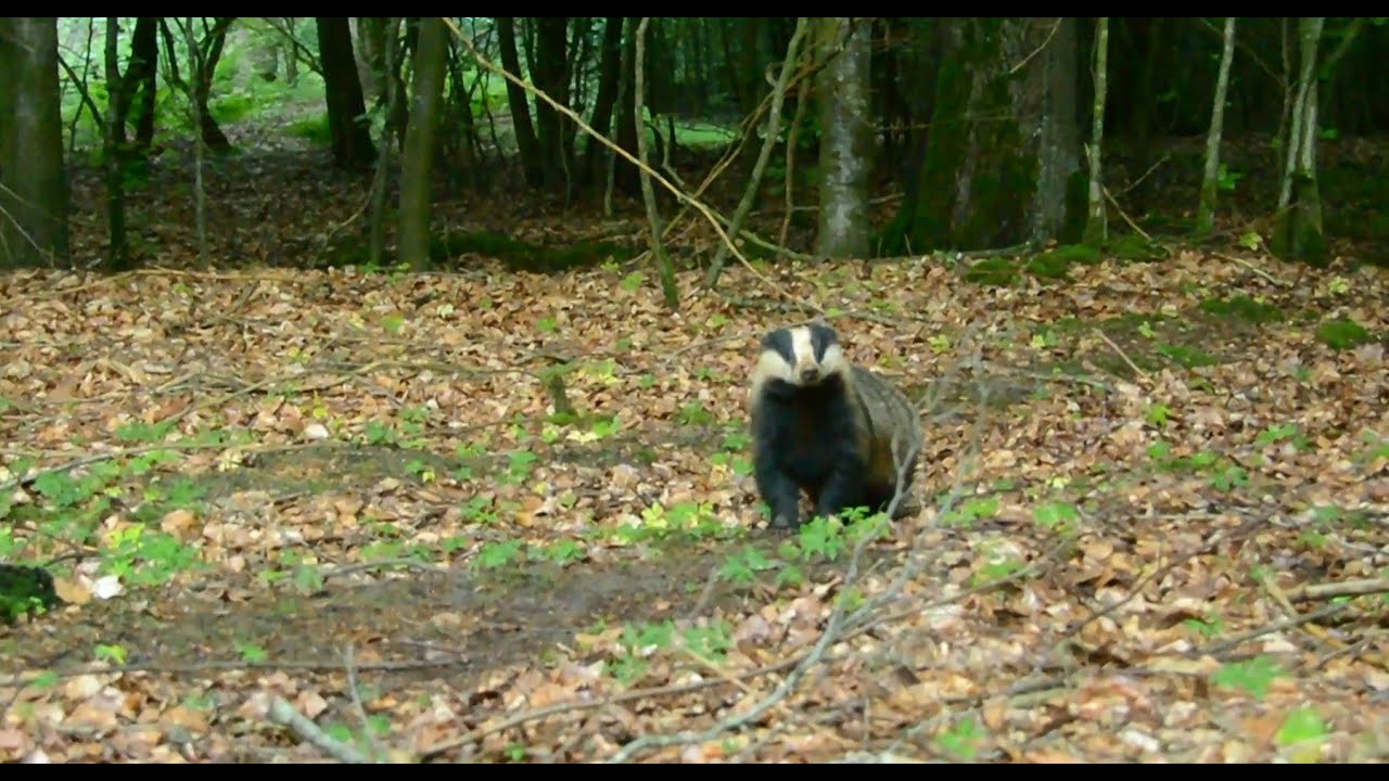 N&aring;r gr&aelig;vlingen kommer helt t&aelig;t p&aring; / When the Badger gets really close