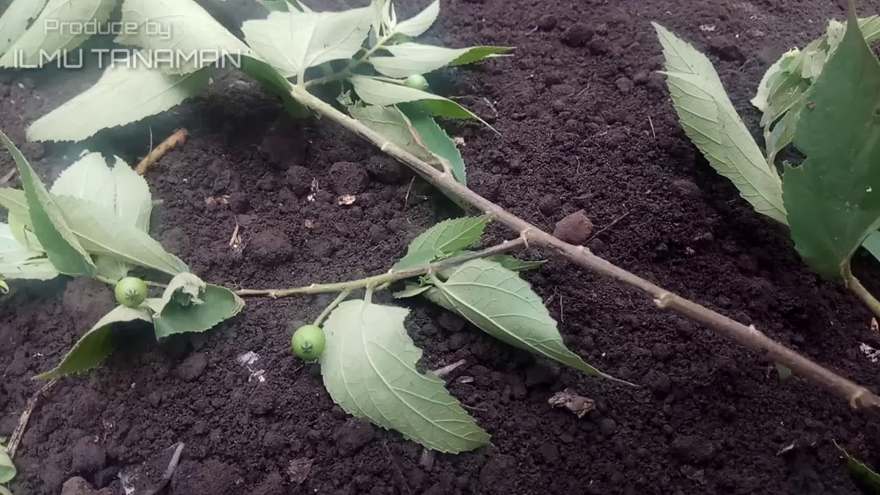 Stek Batang Pohon Kersen Bagi Pemula Stek