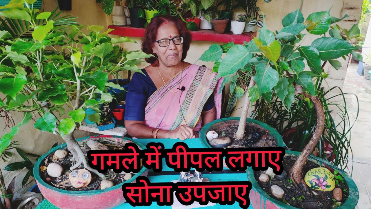Peepal at Home/ तरक्की सम्वृद्धि के लिए पीपल/ गमले में लगा पीपल करेगा सोना की बारिश/घर के सामने पीपल