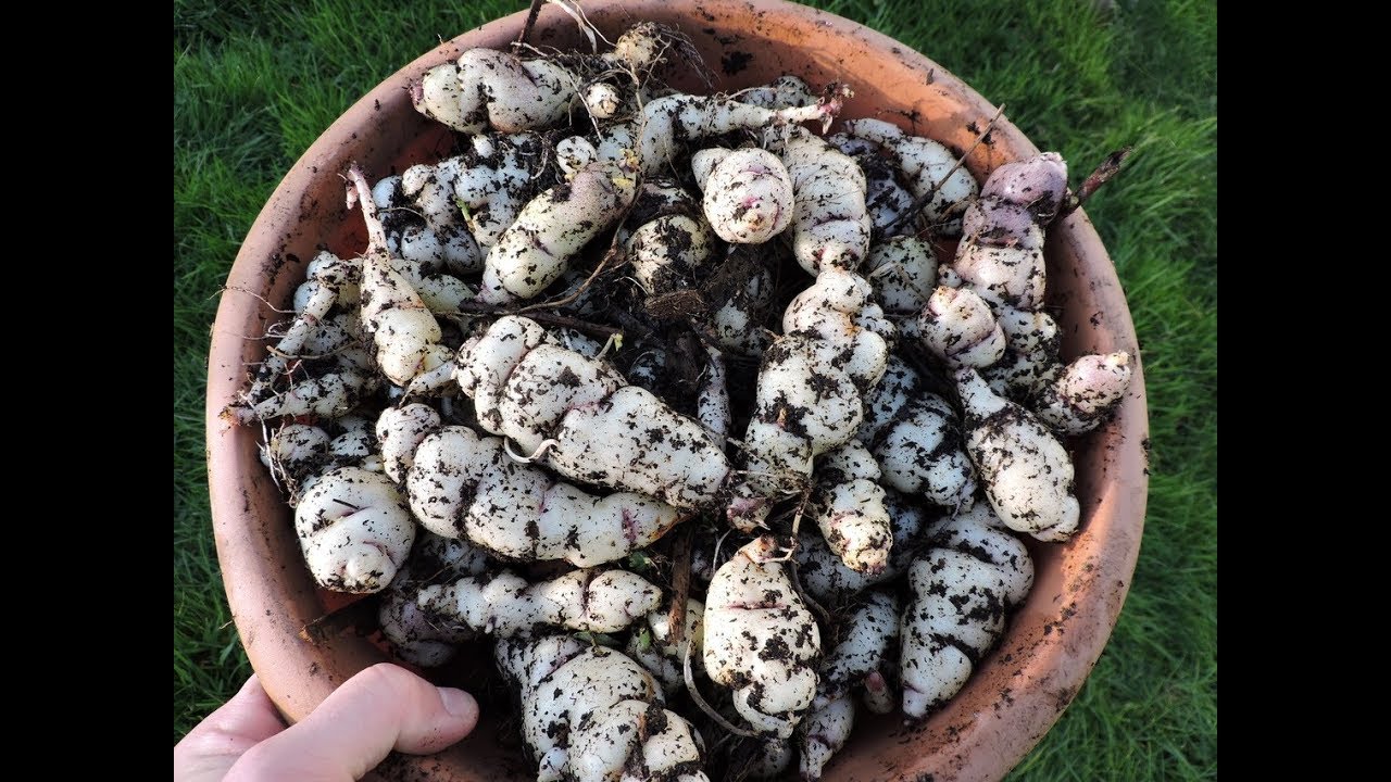 Древний клубень - Машуа, большой урожай