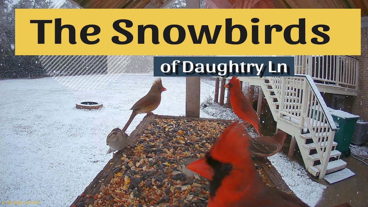 The Snow Birds of Daughtry Ln