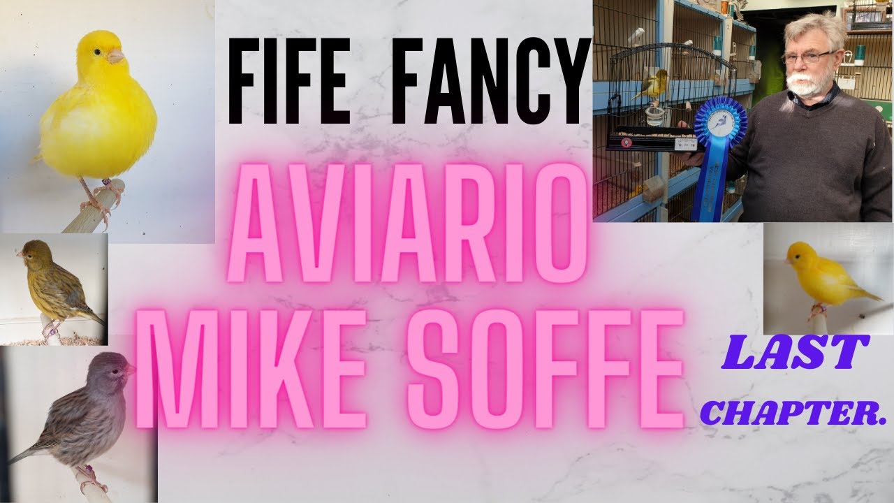 FIFE FANCY, AVIARIO MIKE SOFFE, LAST VIDEO.