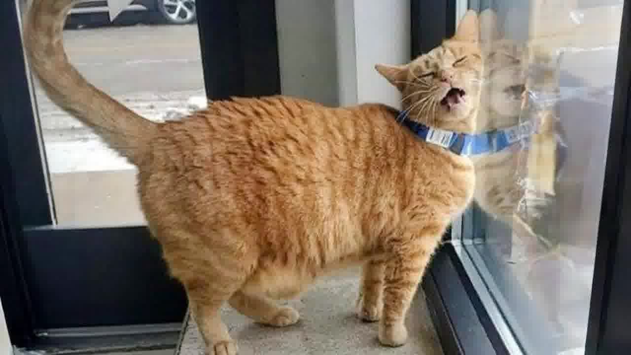 Hilarious Animal Videos - Funny Pet Moments #59