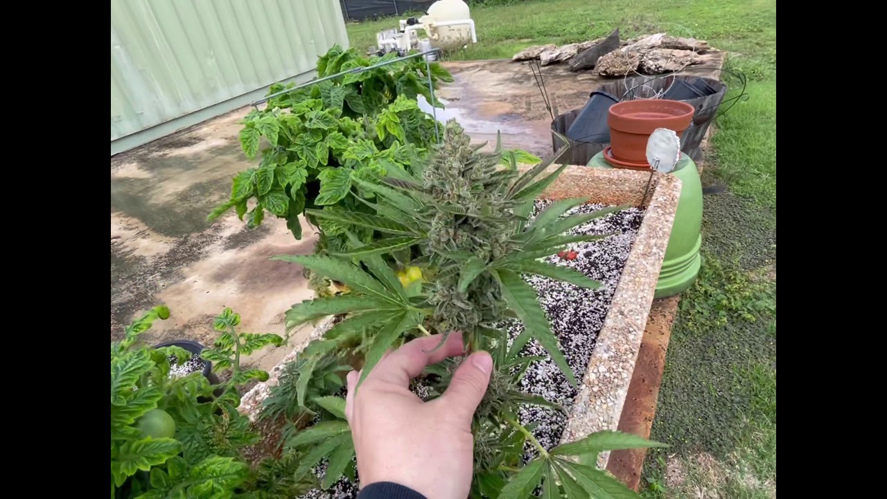 Lemon tree S1 veg -Grape punch bud rot & some kush mints  Oahu growers  how&rsquo;z it ?