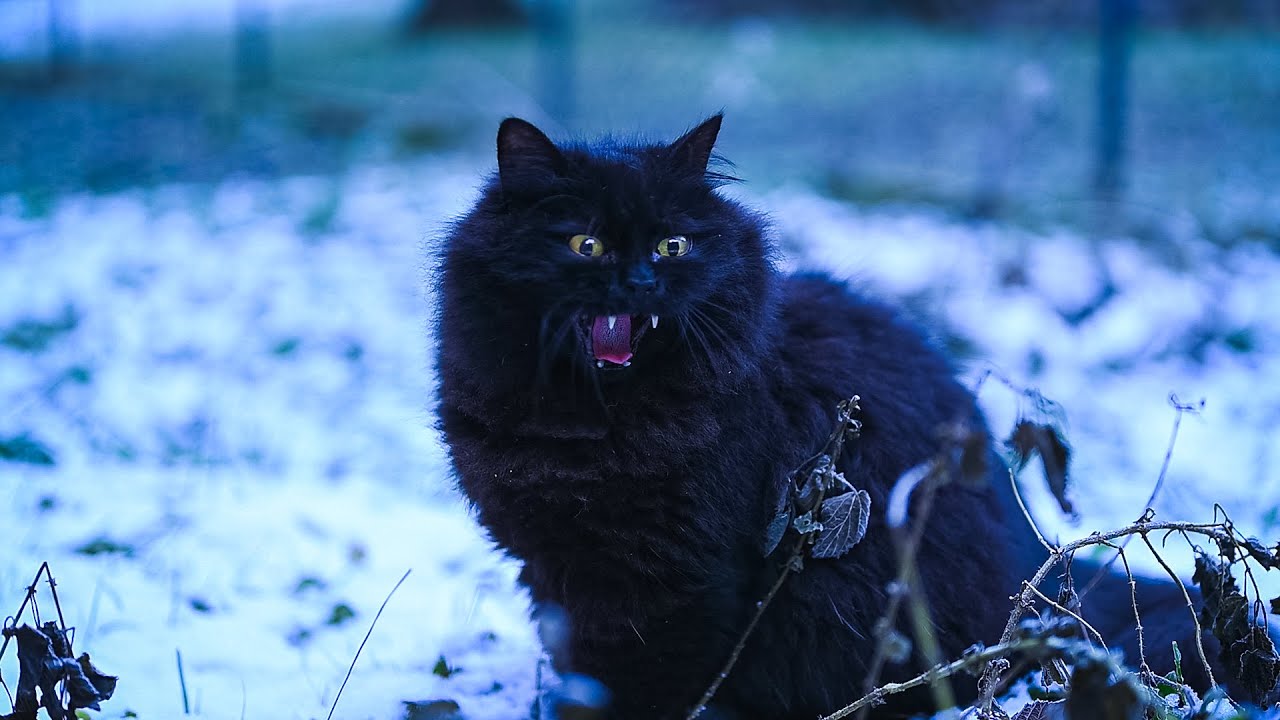 It’s Below Zero… But Black Norwegian Forest Cat Loves It! ❄️4K