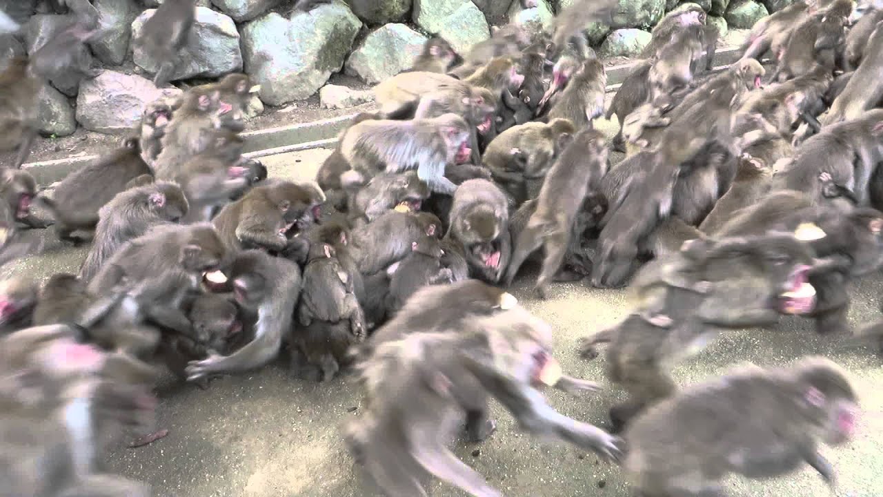 Monkey feeding time in Japan