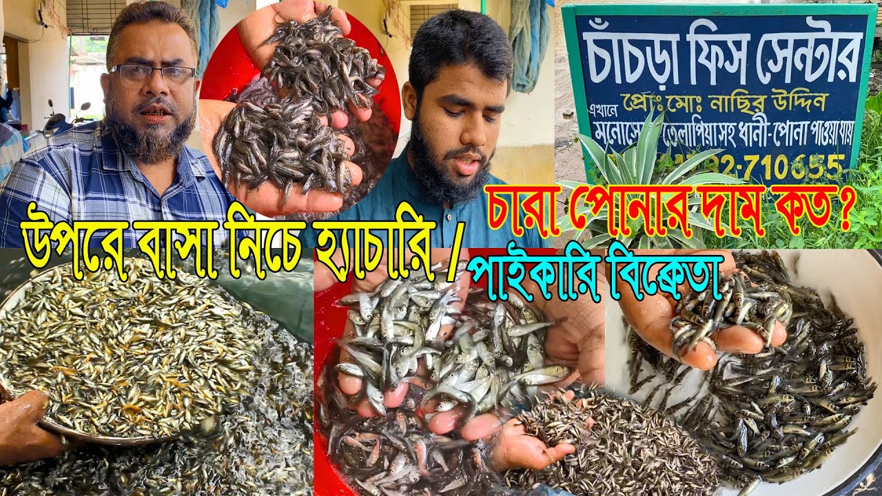বাসার নিচে হ্যাচারী।সব রকম চারাপোনা এবং ধানী পোনার পাইকারি বিক্রেতা।ভাই চারা পোনার দাম কত?মাছের পোনা