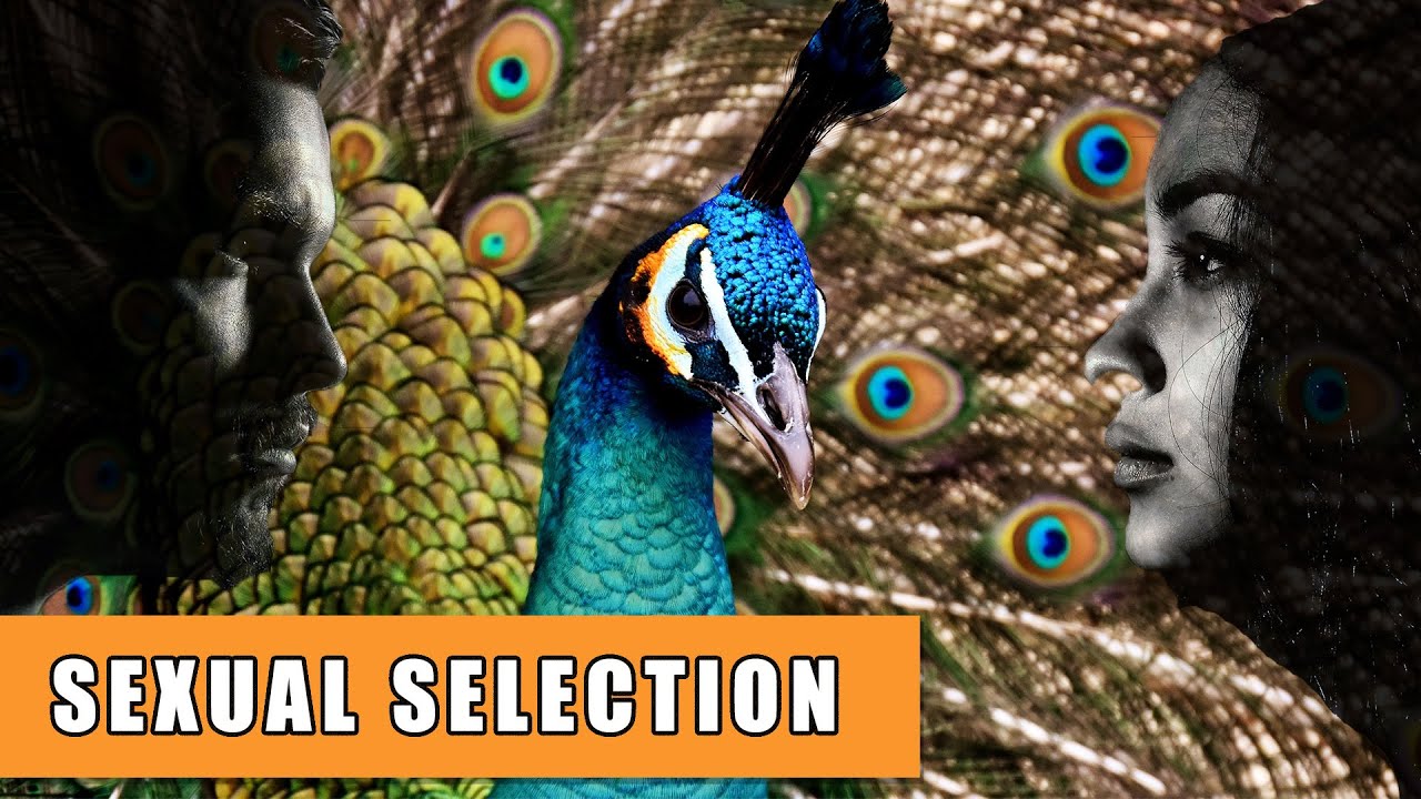 Sexual Selection in Humans