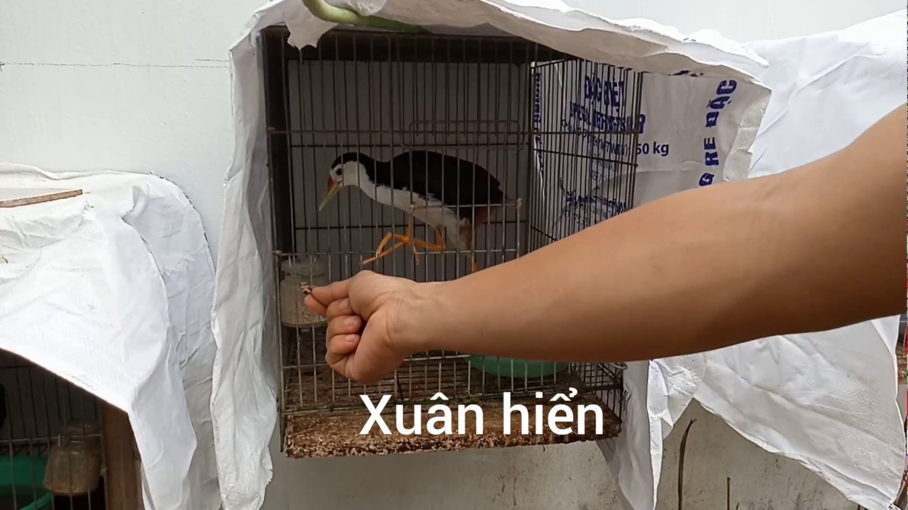Cách chọn chim quốc mồi ( chim non hay chim bổi )