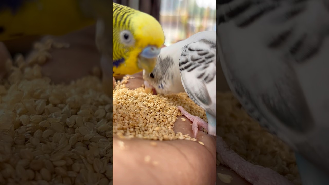 Day-23Mini Zoo at Home! | My Budgies Having Fun 😄