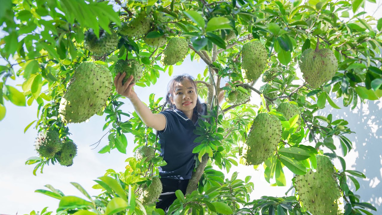 Harvesting giant Custard Apples and taking them to the local market to sell
