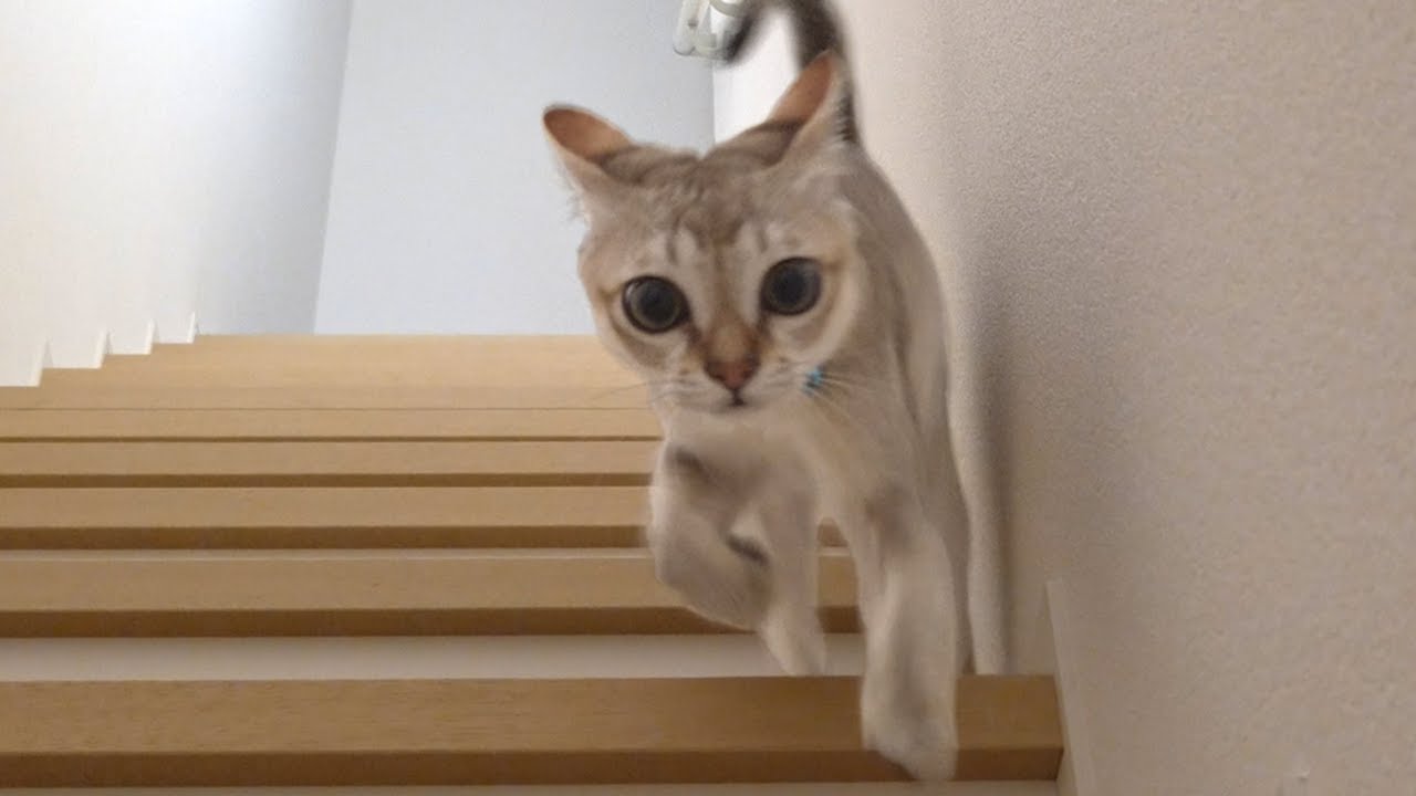 新居に慣れて散歩を楽しむ子猫が可愛すぎてヤバい