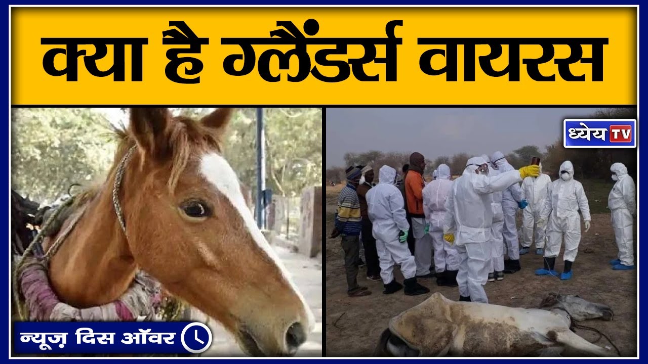 NTH: क्या है ग्लैंडर्स बीमारी? II What is Glanders disease? II an infectious disease