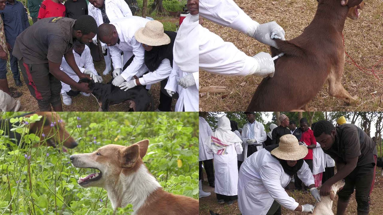 SERIKALI YAZINDUA CHANJO YA KICHAA CHA MBWA WILAYA YA KATI