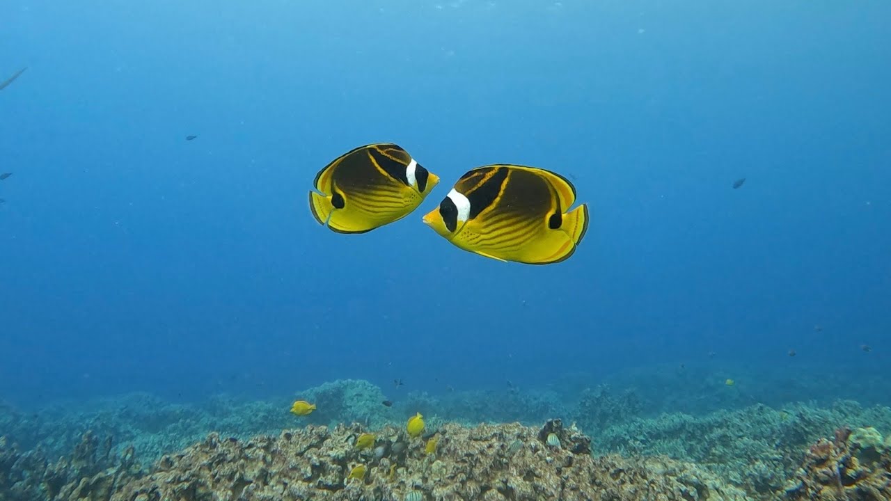 Coral Reef Scuba Diving at Two Step, Big Island, Hawaii, 11/22/22