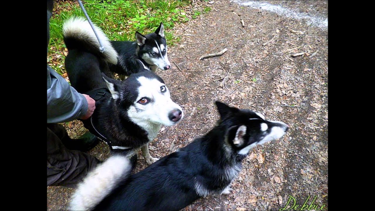 Social Dog Randonn&eacute;e Canine