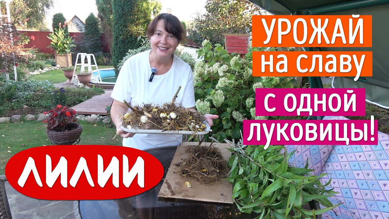 ДЕЛЕНИЕ и ПЕРЕСАДКА ЛИЛИИ - самое подробное руководство!