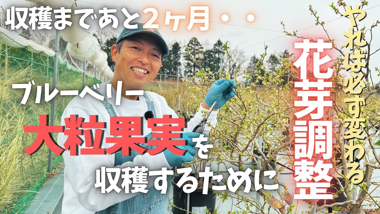 【花芽調整】美味しい大粒果実を収穫するために花芽調整をしましょう。やれば確実に大粒になります。【ブルーベリー】