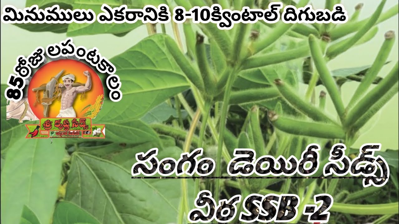కొత్తరకం మినుములు #సంగం డెయిరీ సీడ్స్ వీర SSB2 #Dr.Alapati satyanarana Garu  #srikrishna #guntur