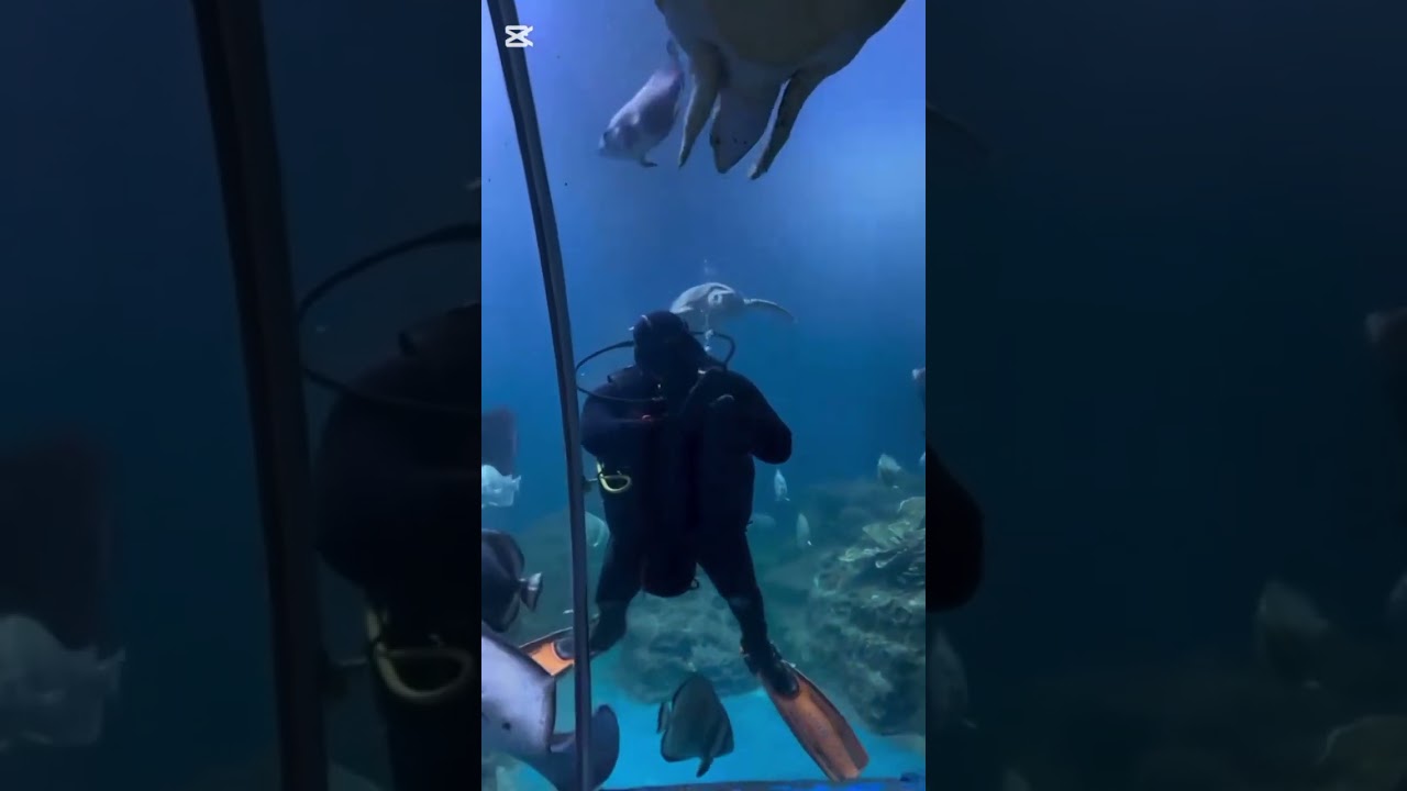 Shark Aquarium in Hurghada  #اكسبلور #البحرالاحمر #أسماك #قرش #تريند_اليوم 