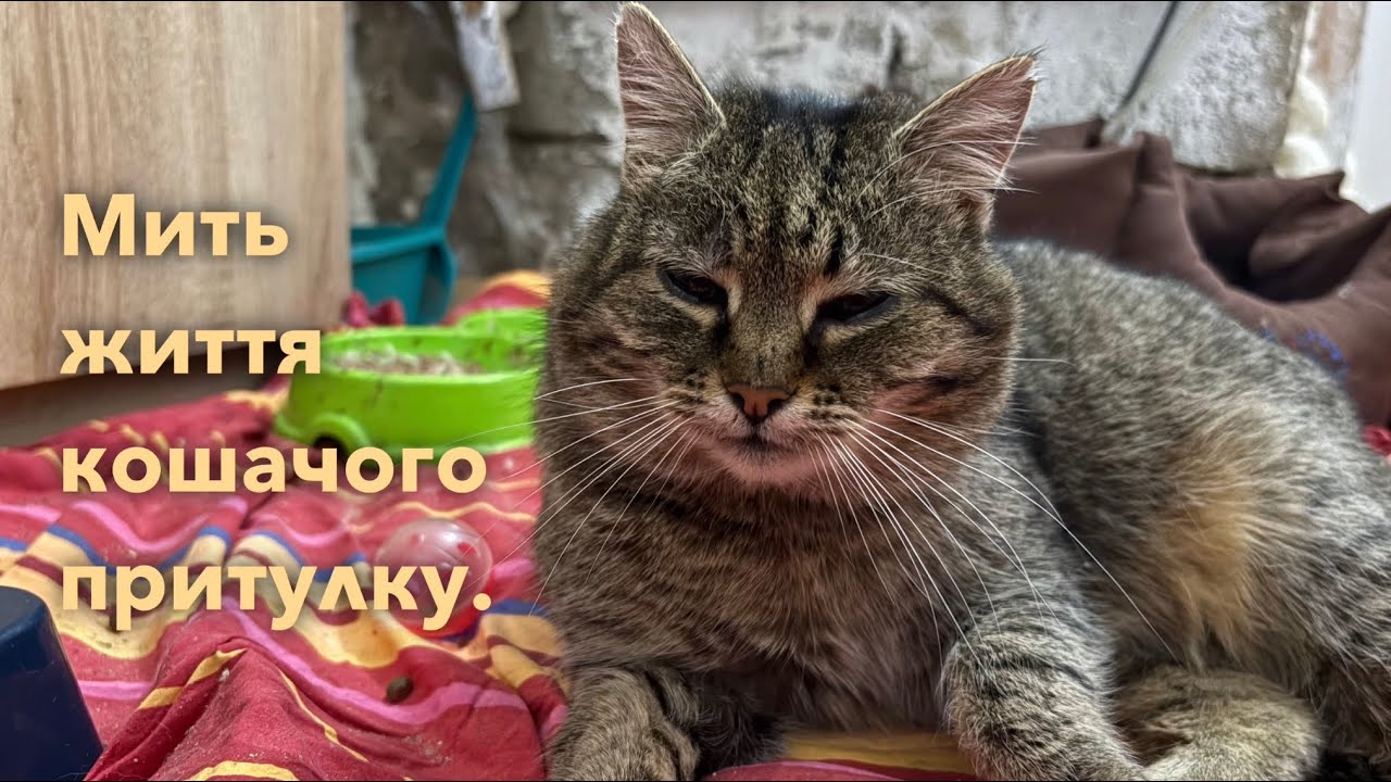Мить життя котячого притулку. 12.02.26
