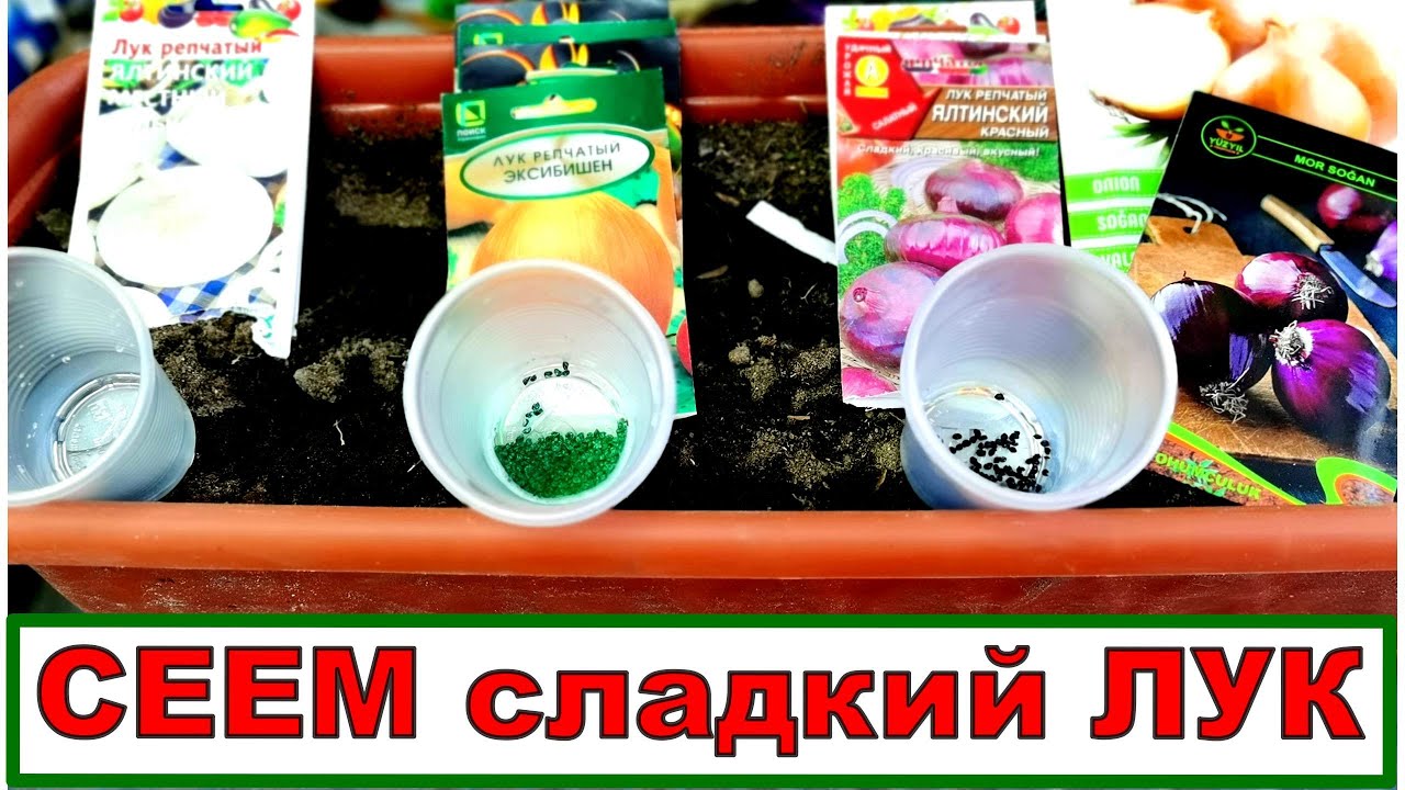 Хотите вырастить крупный, сладкий ЛУК из семян- соблюдайте пять обязательных правил