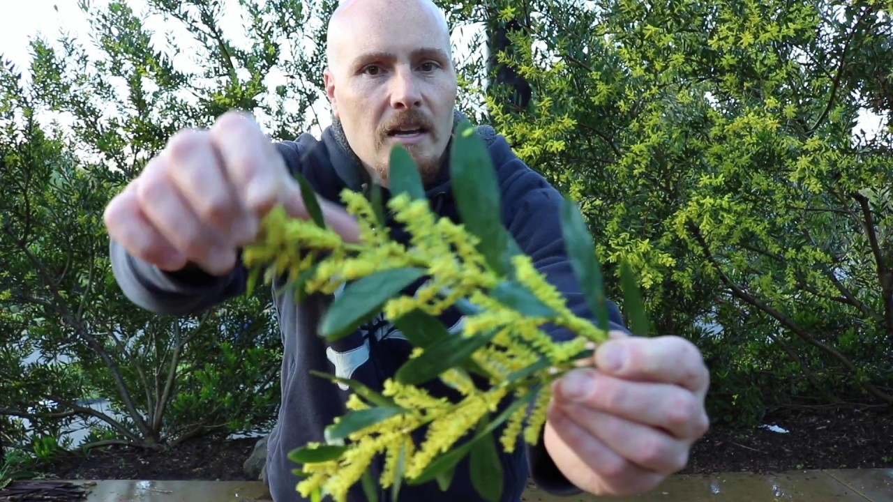 ACACIA LONGIFOLIA - Nitrogen Fixing Trees