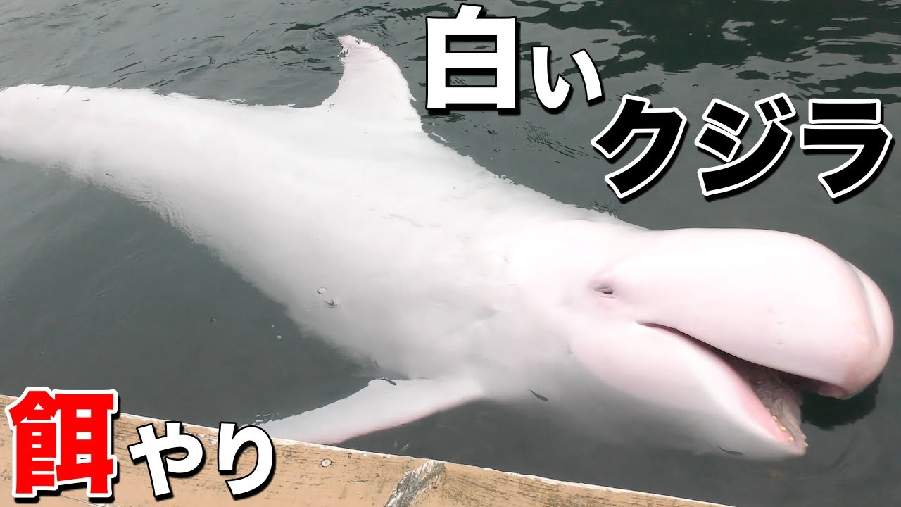 白いクジラも登場！小さな鯨「ゴンドウクジラ」達へのエサやり（クジラの餌やり）
