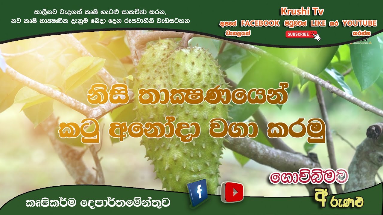 🔴නිසි තාක්ෂණයෙන් කටු අනෝදා වගා කරමු | Krushi Tv