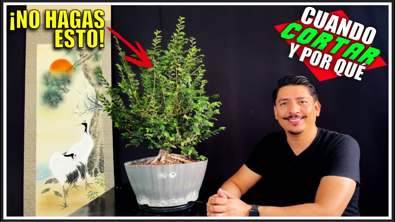 🌳 Como PODAR un BONSAI | Olmo Chino [BIEN EXPLICADO] [4K]