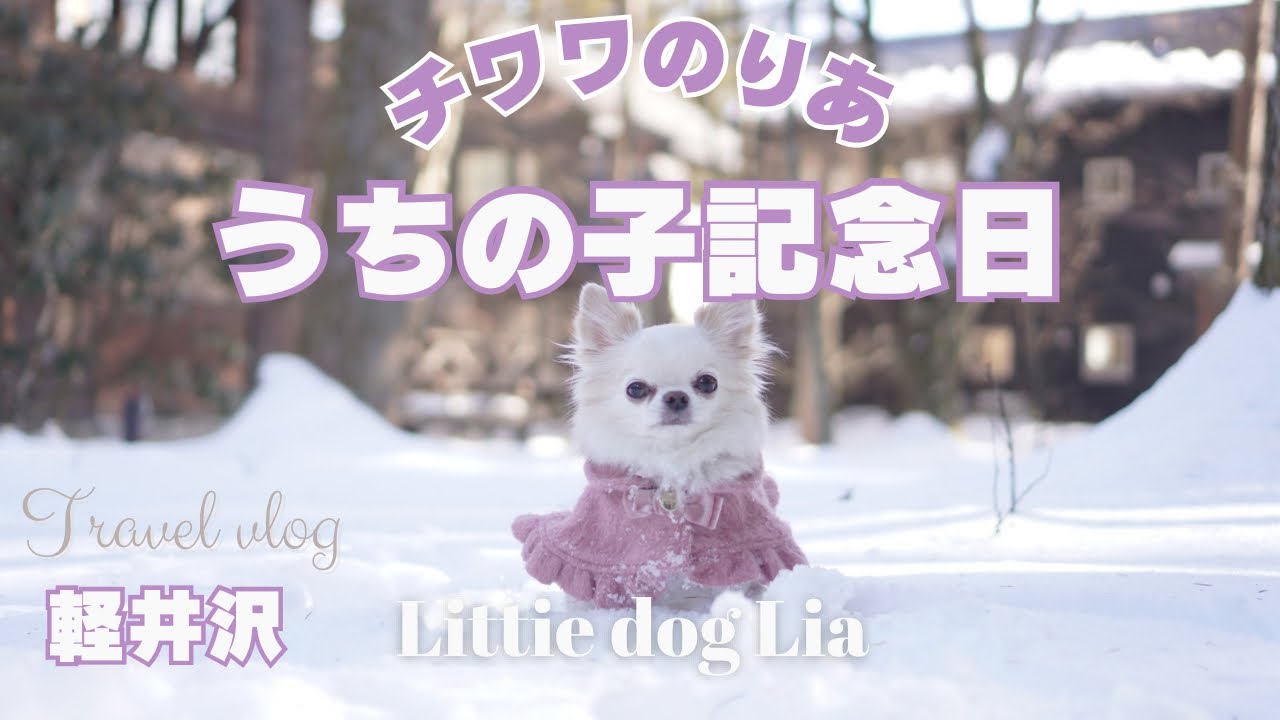 愛犬チワワと雪の軽井沢へ弾丸日帰り旅