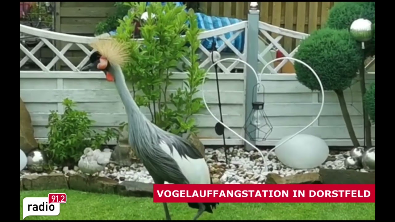 Vogelauffangstation in Dortmund Dorstfeld I Radio 91.2