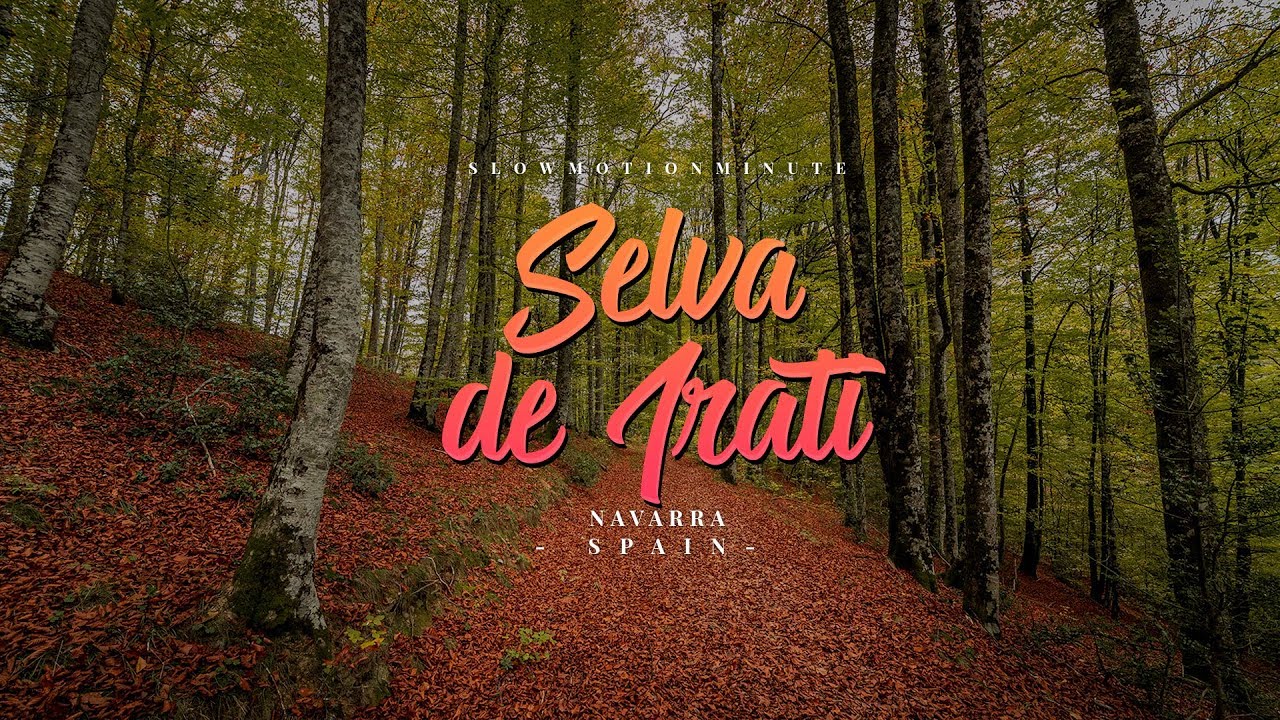 Selva de irati (Navarra) - Slowmotionminute - RX100 IV