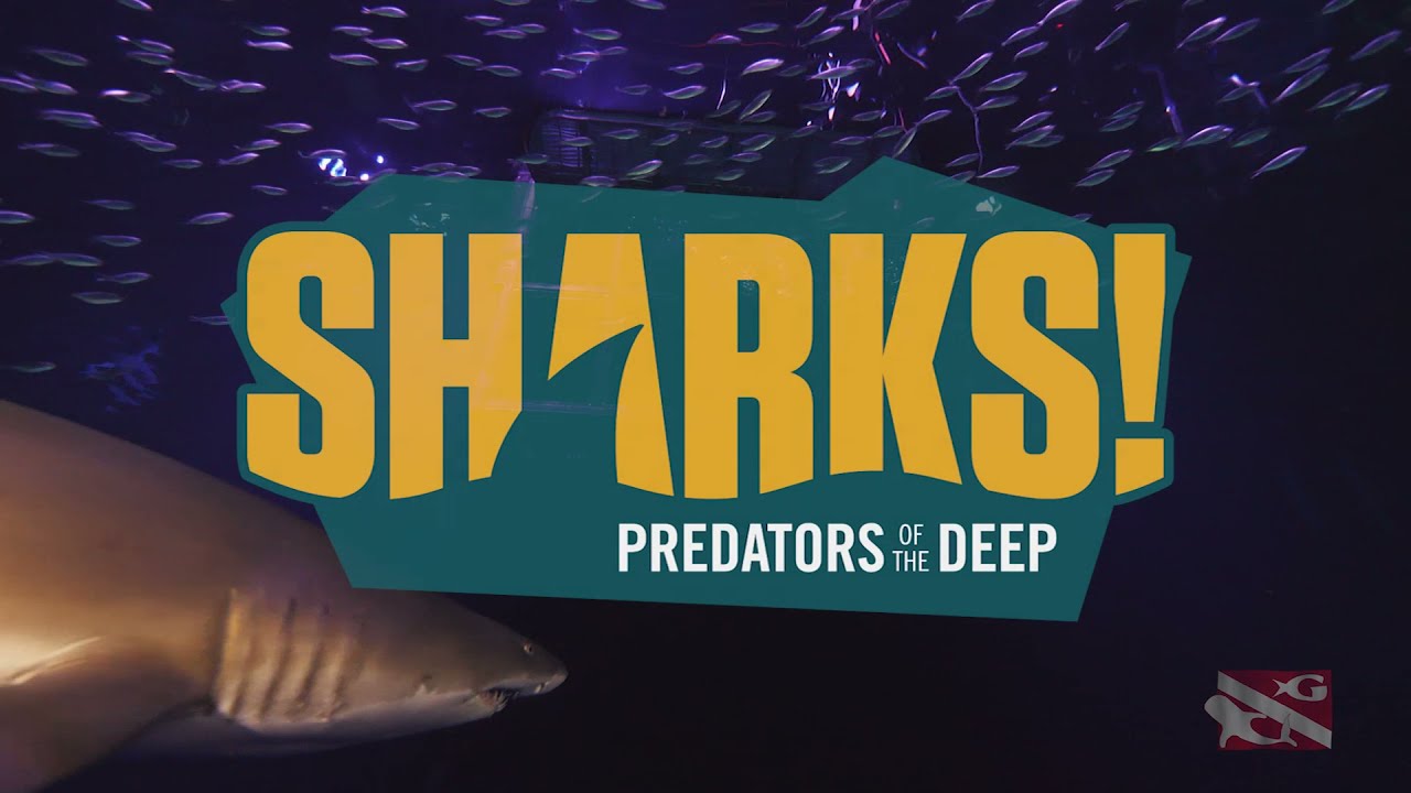 Georgia Aquarium Shark Cage Dive (6/28/21)