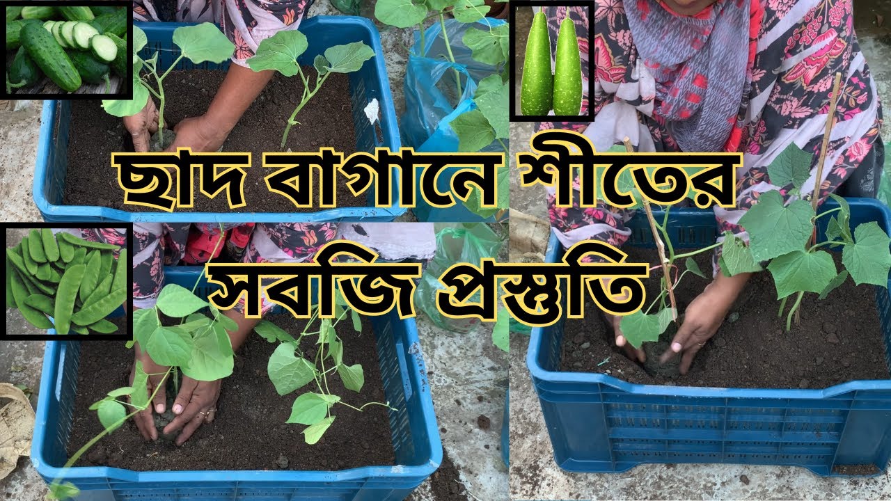 ছাদে শীতের সবজি চাষ । লাউ শিম শশা রোপোন ।  ছাদ বাগান।