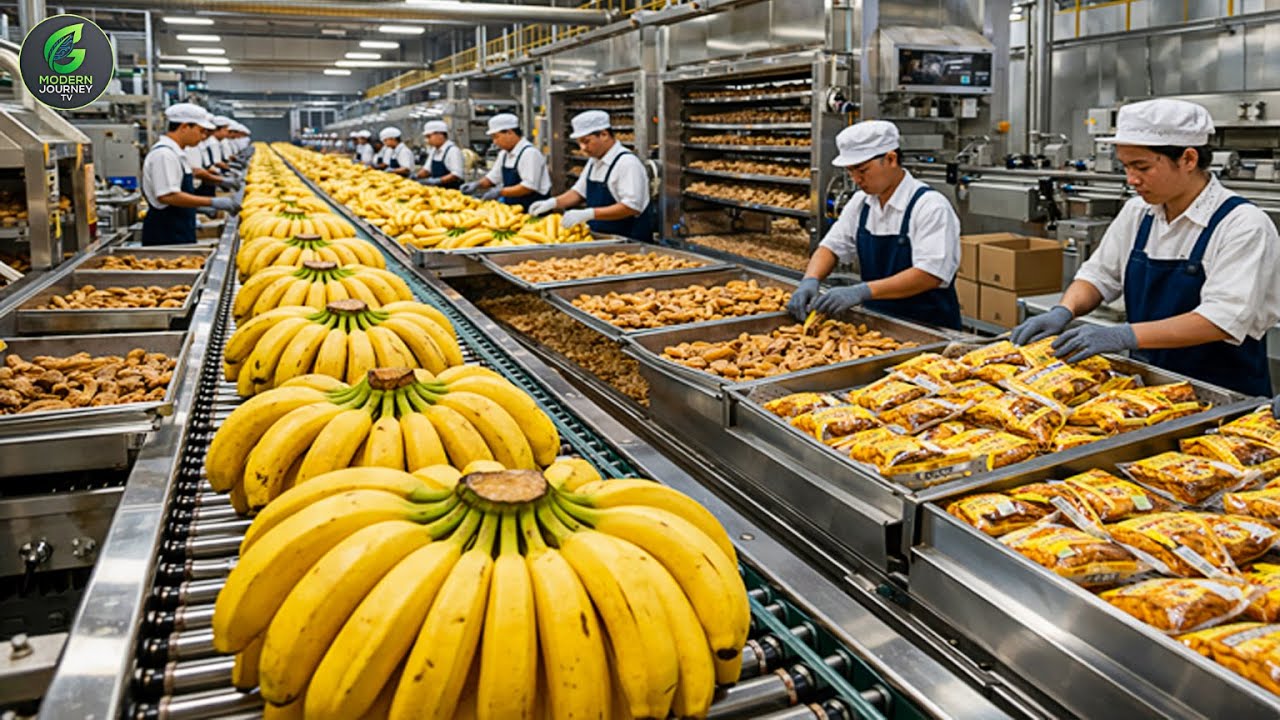 Inside a Modern Dried Banana Factory: From Harvest to Pack — Making of Dried Bananas (Full Process)