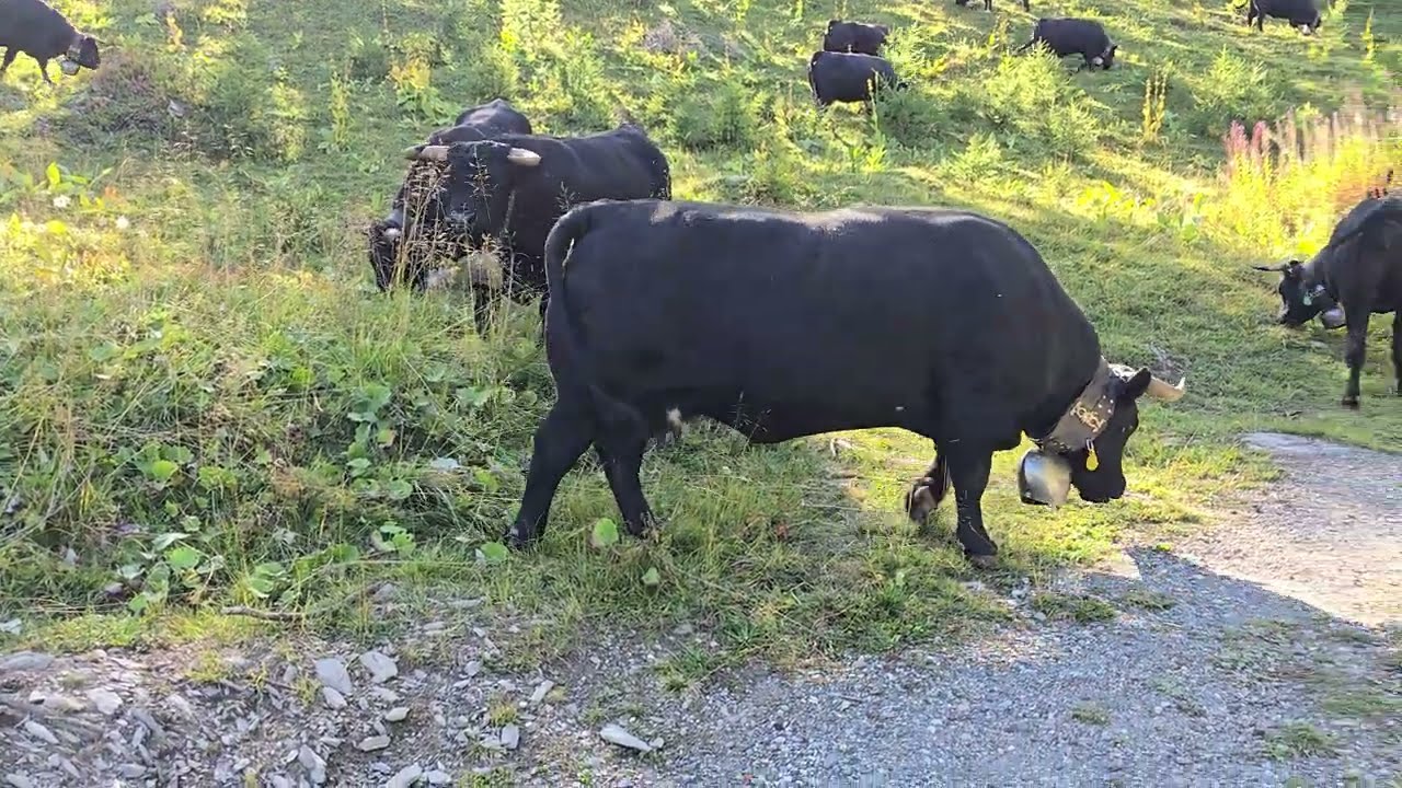 157 05/05 vaches d'Hérens cows Serin Anzère Tseuzier Crans-Montana CH-VS