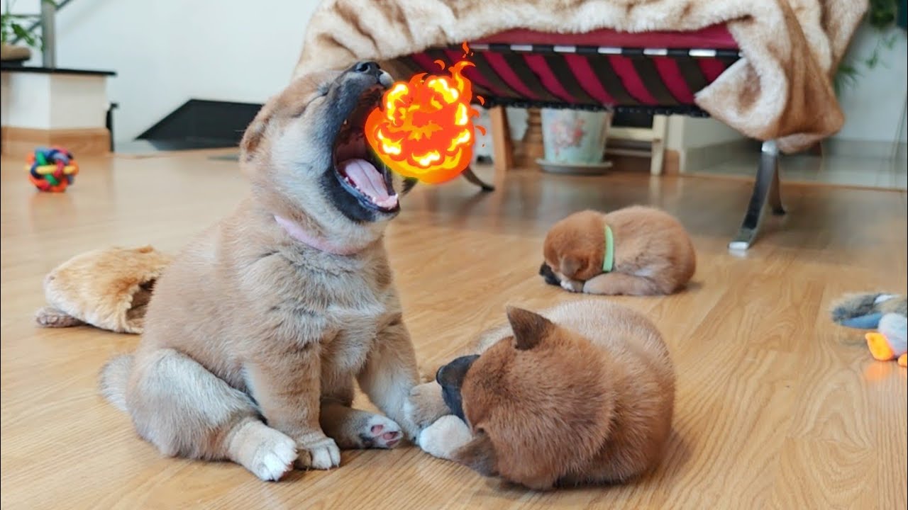 She said DRACARYS