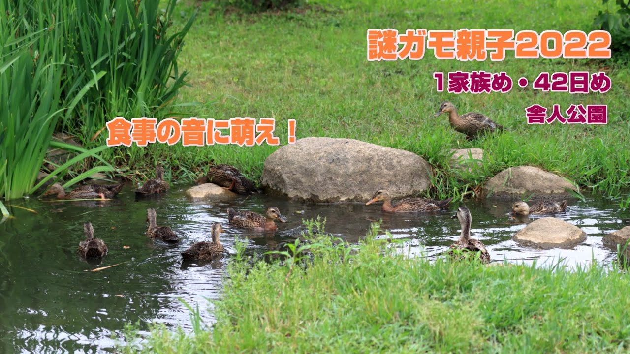 中ガモちゃんの食事の音に萌え！ カルガモ？マガモ？アイガモ？アヒル？舎人公園謎ガモ親子2022・42日め・2022年6月14日