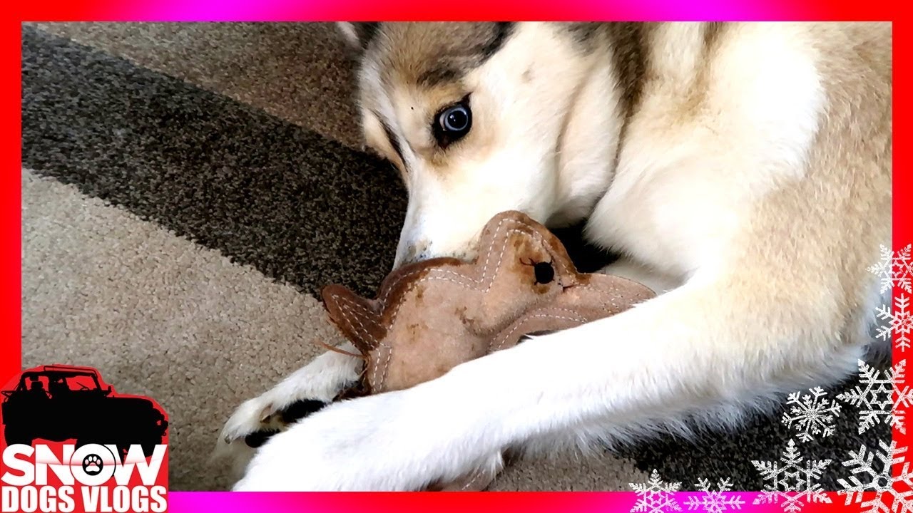 SHELBY IS A MOTORCYCLE ?