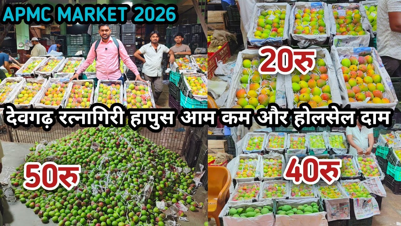 Mango fruit APMC market | Biggest Mango Market in Maharashtra🥭
