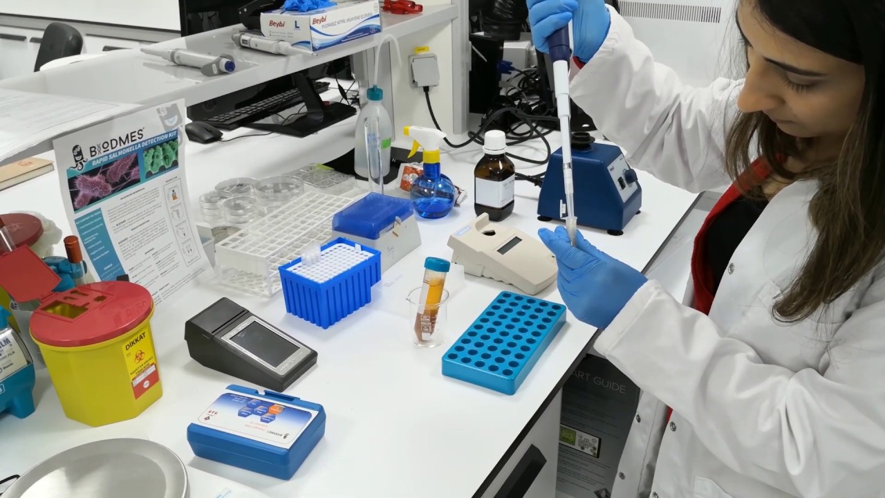 Diagnosis of Salmonella from food by the LAMP method