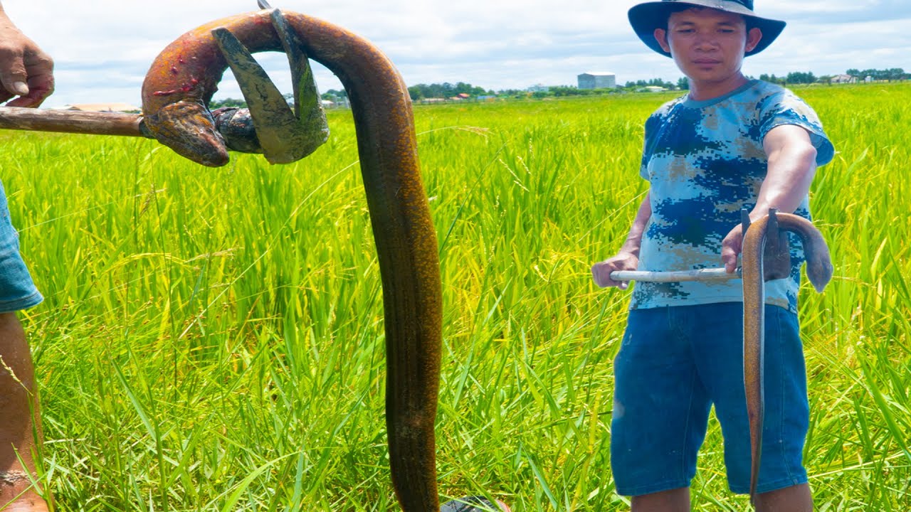 Survival Skills | Find Eel In Mud and Steam In Bamboo- Jungle Eel Recipe.
