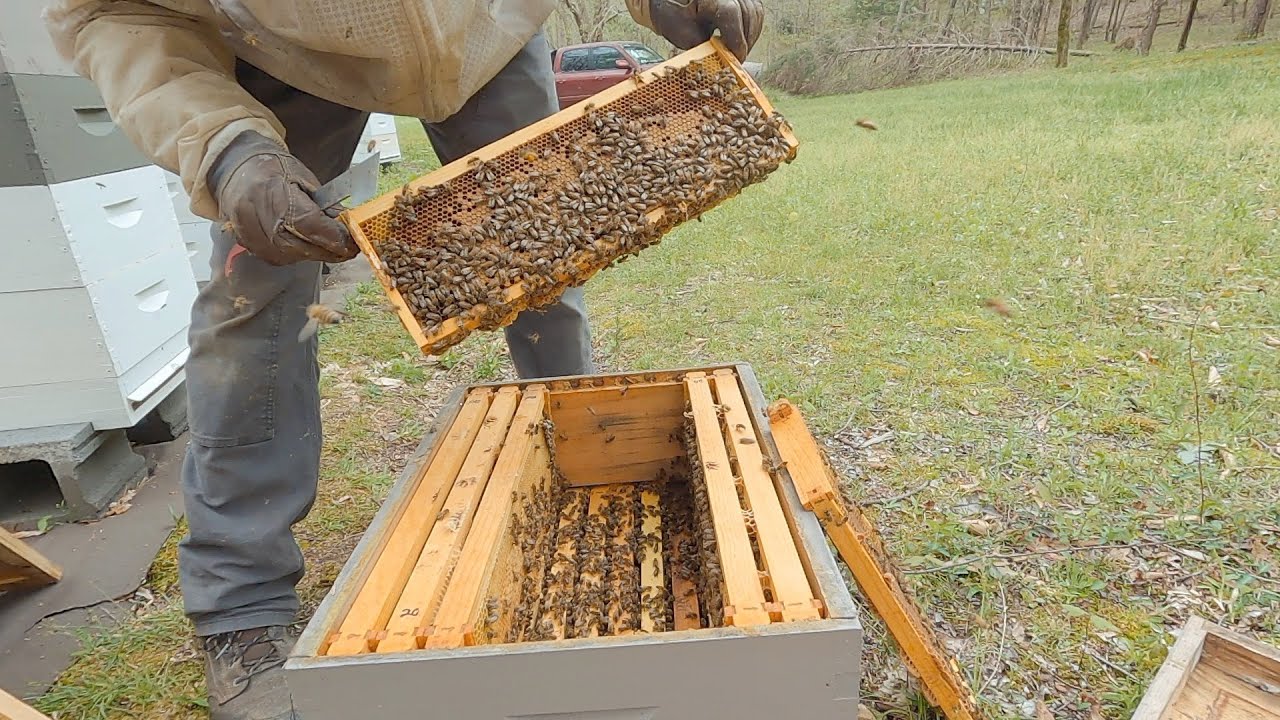 Equalizing Double Queen Colonies [22EP11]