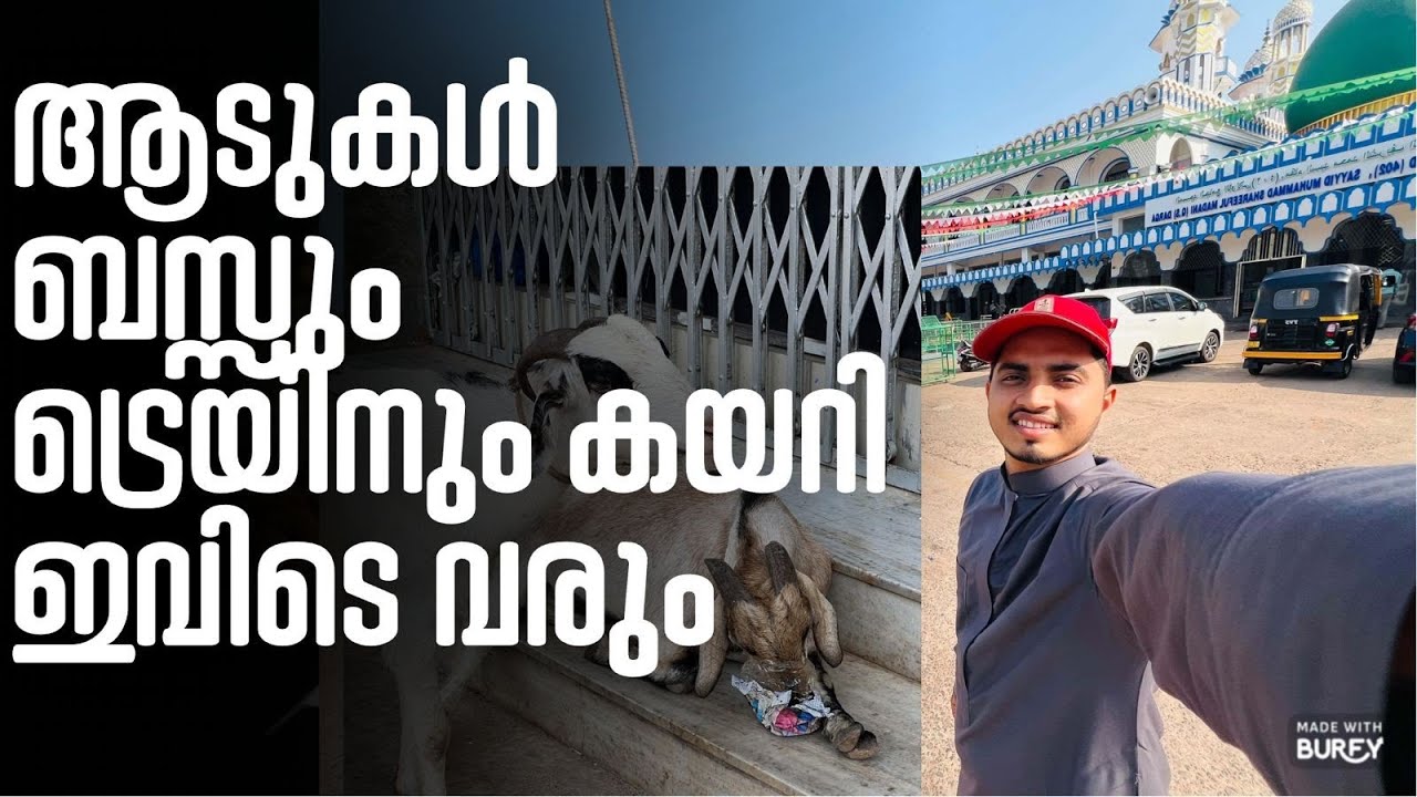ഇവിടുത്തെ ആടുകളെ കുട്ടി കാലത്ത് കണ്ടത് ഓർമ്മയുണ്ടോ?/Musafir of Dunya 