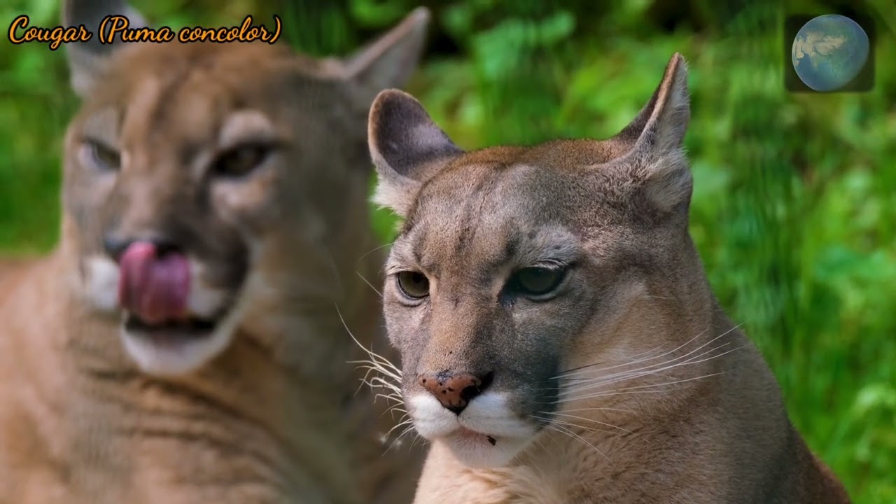 Top 9 Biggest Cats In The World | Listen English
