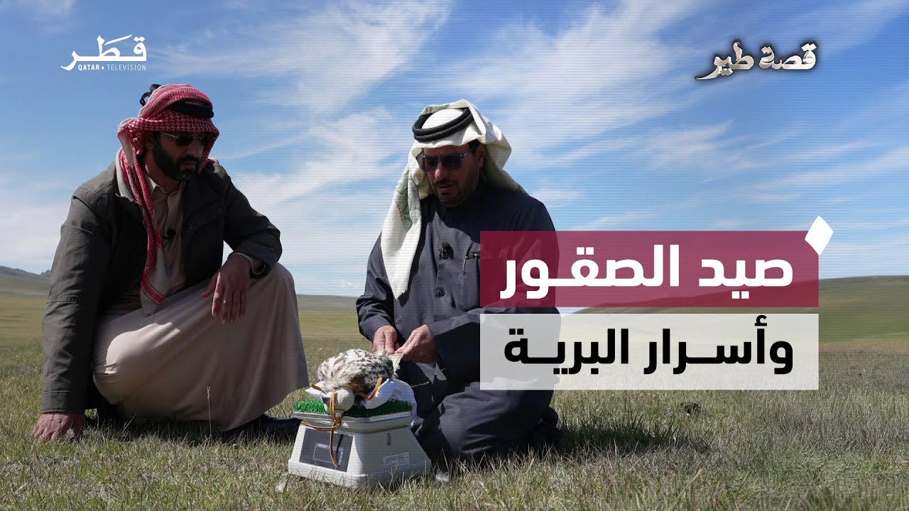 رحلة جديدة في وديان منغوليا لتوثيق الصقور الحرة وعاداتها البرية | قصة طير