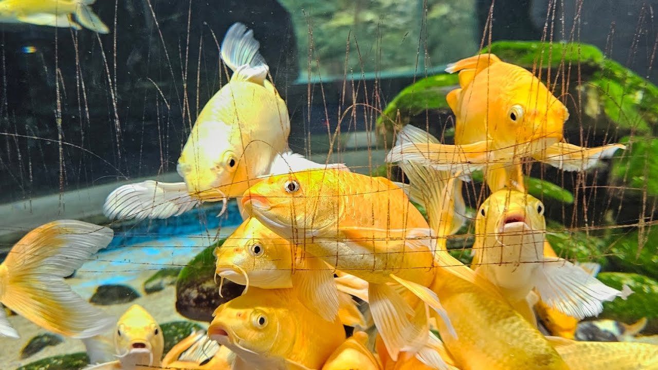 괴산아쿠아리움 방문 하기. Visited Aquarium iIn Goesan. 槐山水族馆一游