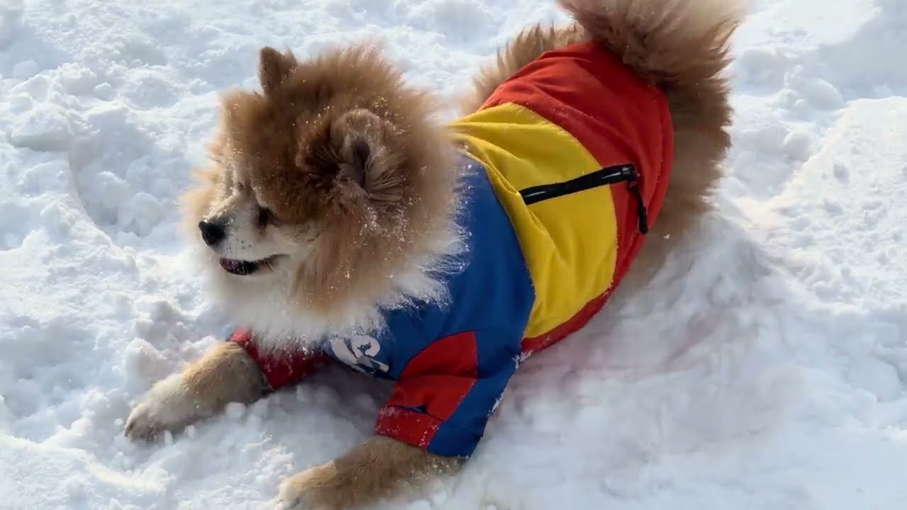 Bella enjoy the snow so much 🐶❄️⛄️#pomskylife #pomskydog #puppy #happy #pomskylove#玩雪 