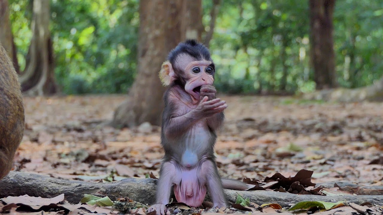 The story of baby monkey Shiloh